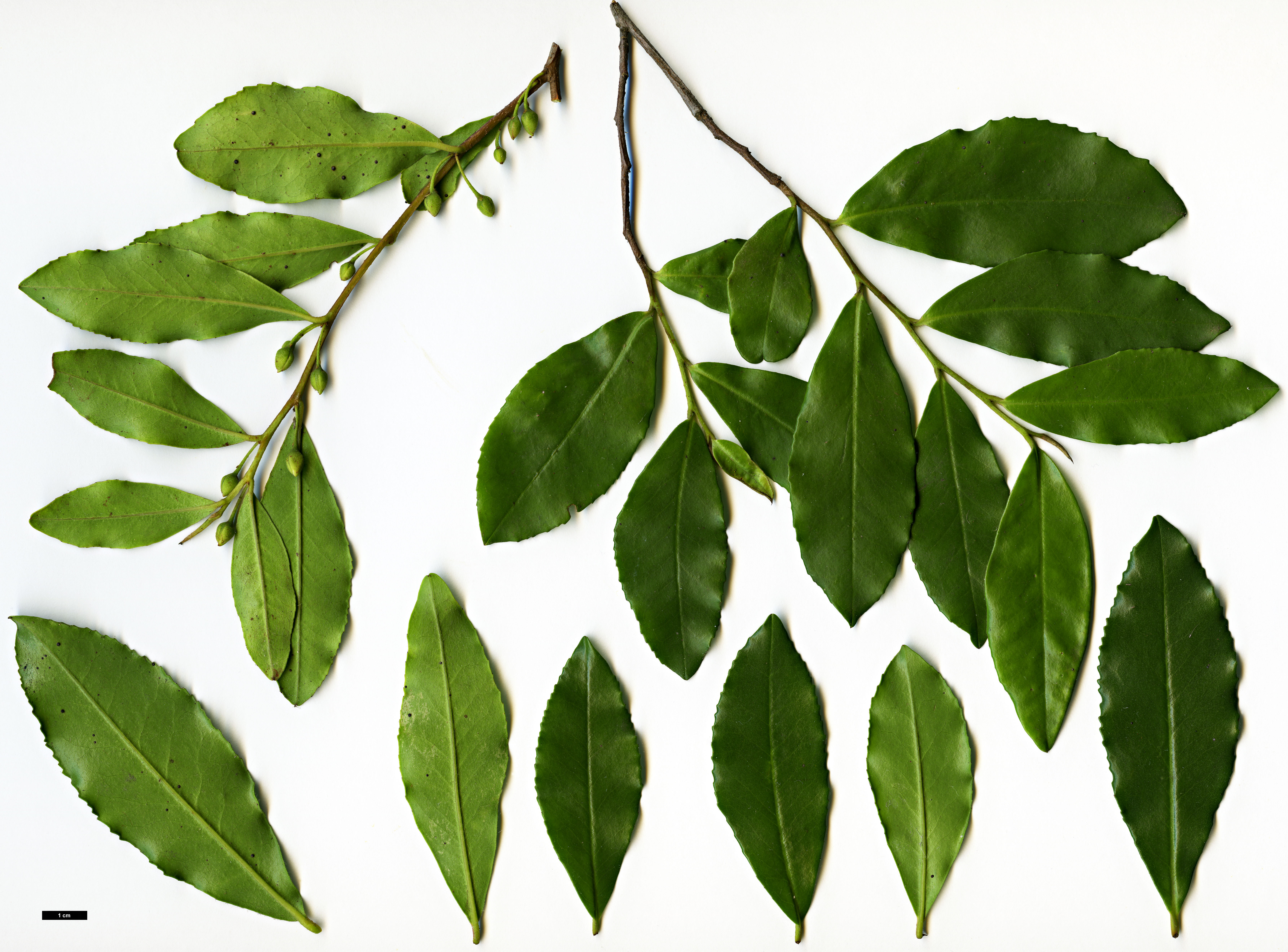 High resolution image: Family: Pentaphylacaceae - Genus: Visnea - Taxon: mocanera